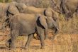 Elephants in the wild