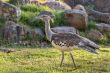 Kori Bustard
