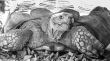 Sulcata Tortoise