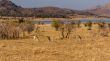 Springbok