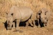 Rhinos grazing