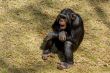 Chimp communication