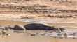 Mudding hippos