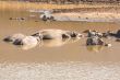 Mudding hippos