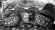 Sulcata Tortoise