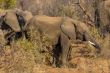 Elephants in the wild