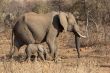 Mother and baby elephants