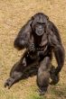 Female chimp