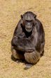 Chimp communication