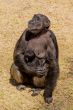Chimp communication