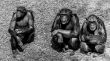 Three wise chimps