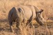 A rhino grazing