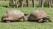 Sulcata Tortoise