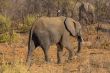 Young Elephant in the wild