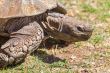 Sulcata Tortoise