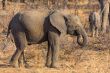 Young Elephant in the wild