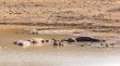 Mudding hippos