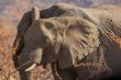 Elephants in the wild