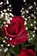 Red rose