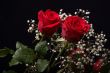 Red rose