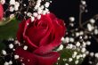 Red rose