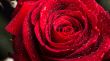 Red rose