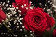 Red rose