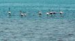 Wading flamingos