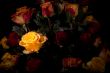 Yellow rose