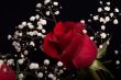 Red rose
