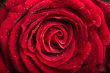 Red rose