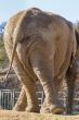Twisting Elephant