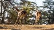Springboks on the run