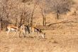 Springbok
