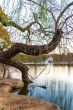 Zoo lake