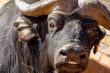 Smiling buffalo