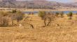 Springbok