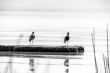 Two birds on lake Langano