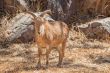 Barbary Sheep
