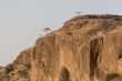 Trees on a rocky hill
