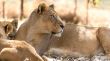 Lioness with her cubs