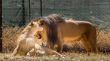 Lion kind of love