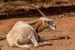 Arabian Oryx