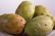Prickly pear cactus