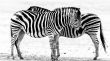 Zebras