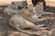 White lions