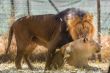 Lion kind of love