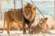 Lion couple