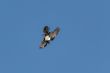 Crow taking a nose dive