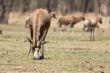 Blesbok